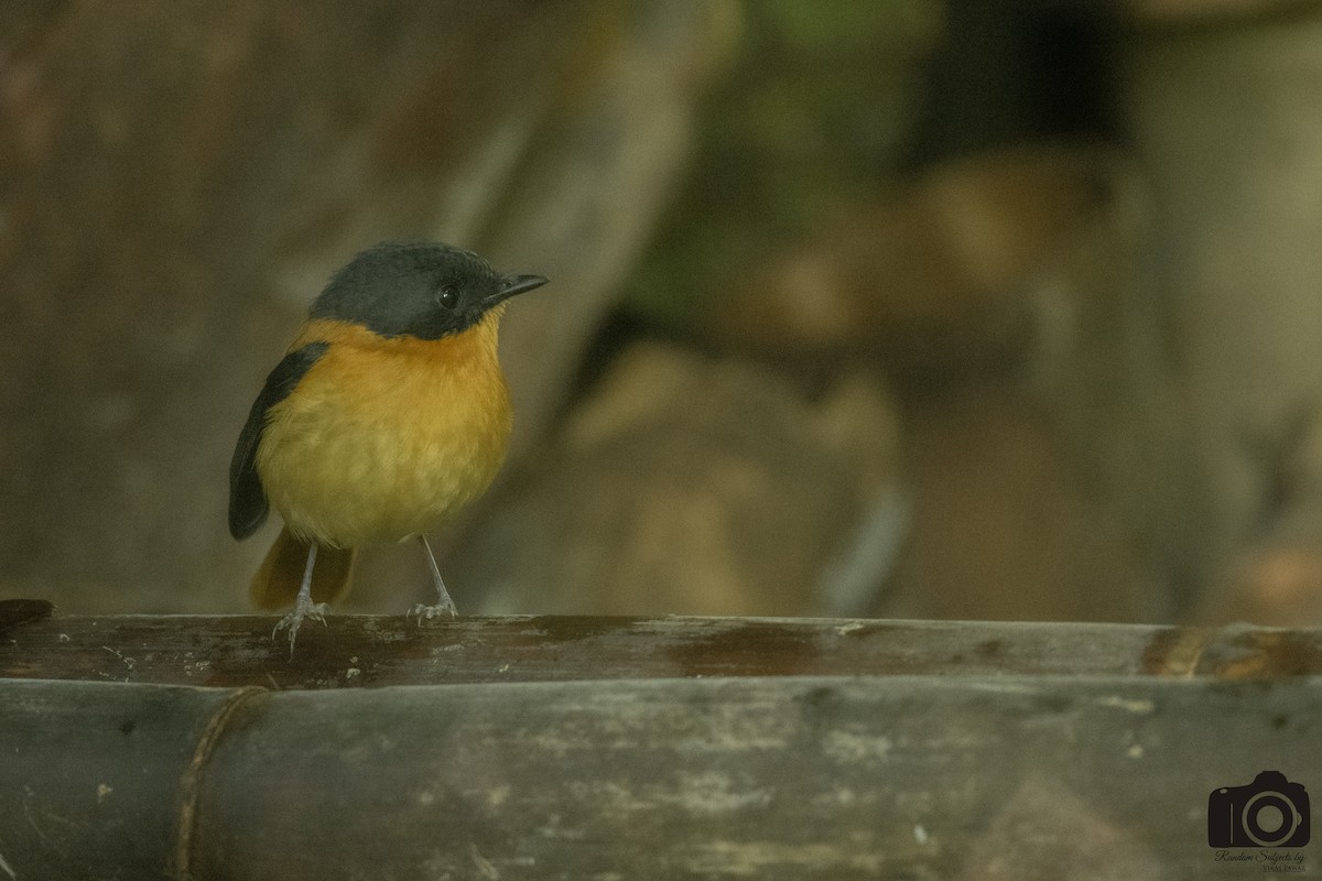 Black-and-orange Flycatcher - ML645533231
