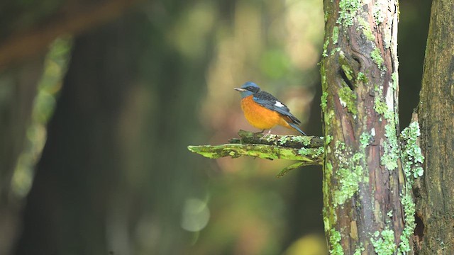 Blue-capped Rock-Thrush - ML645533236