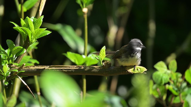 Spot-breasted Fantail - ML645533250