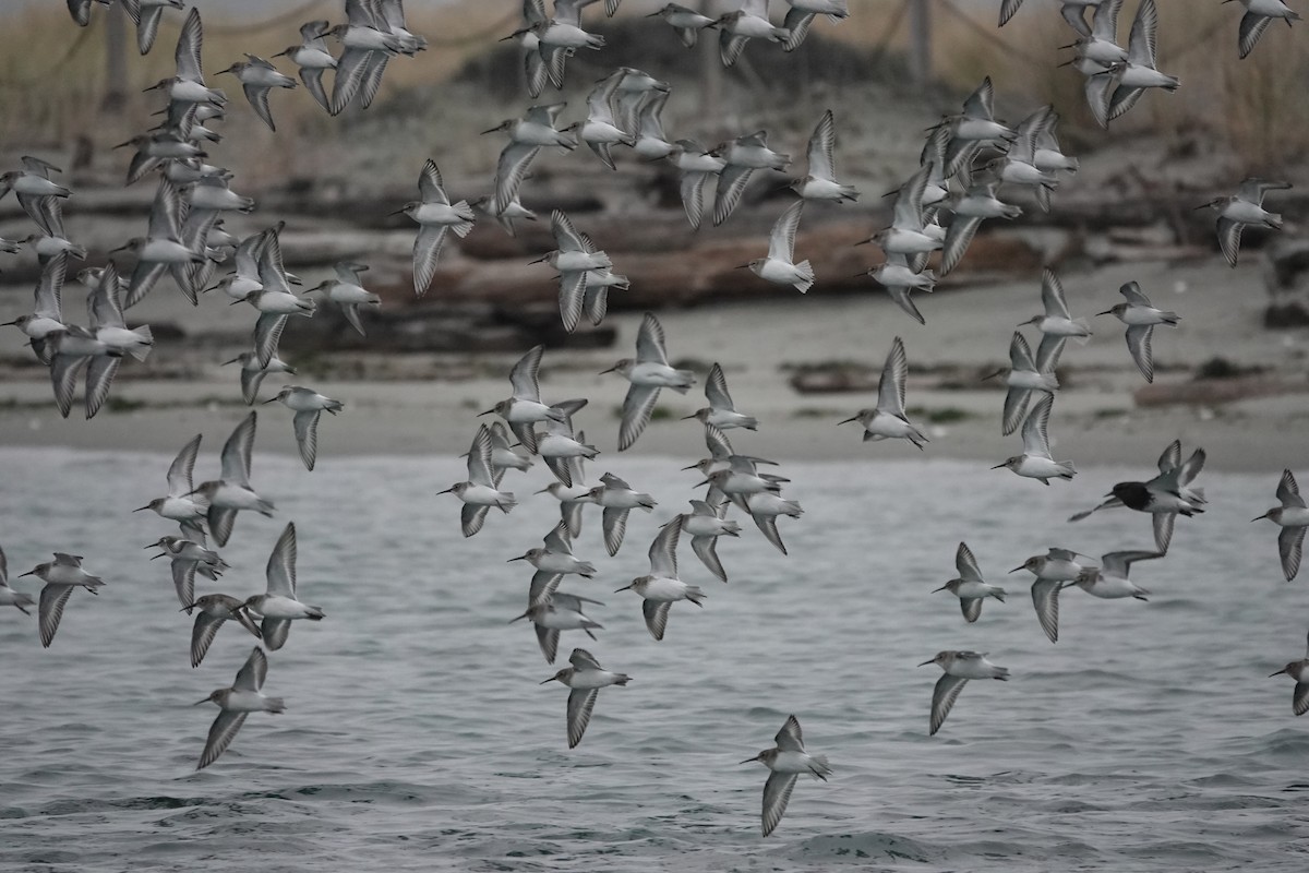 Dunlin - ML645533251