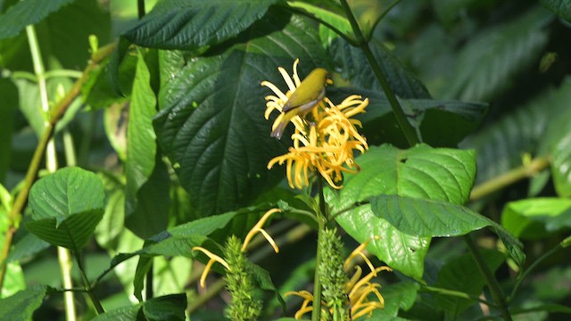 Indian White-eye - ML645533284