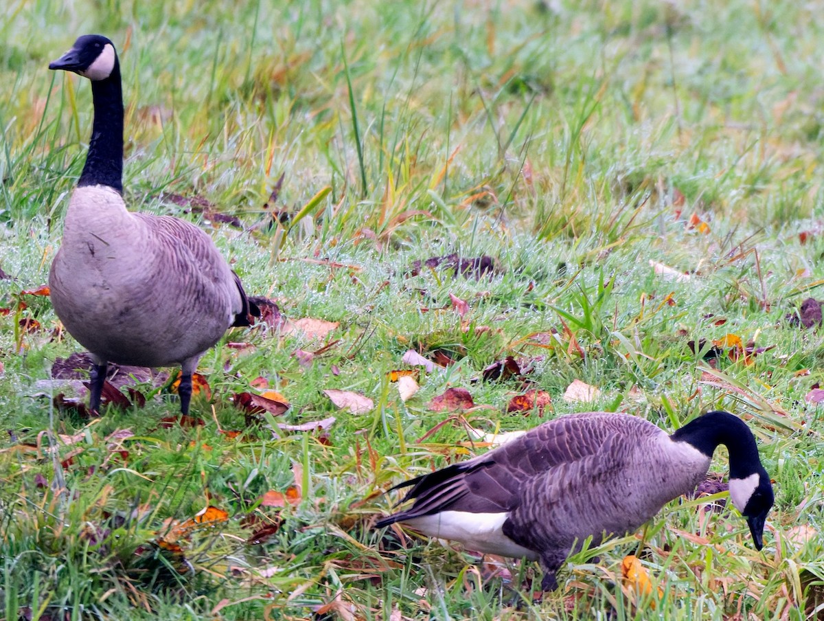 Canada Goose (moffitti/maxima) - ML645533291