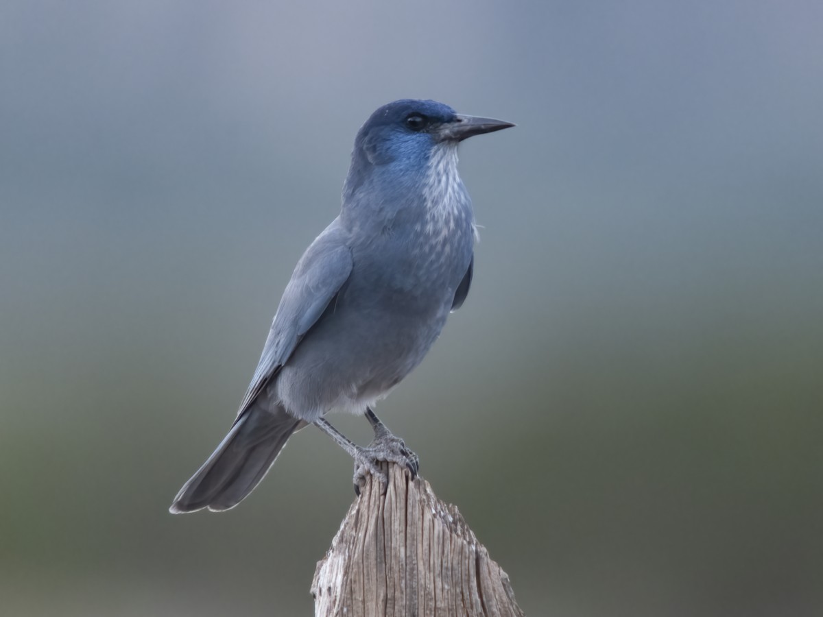 Pinyon Jay - ML645533292