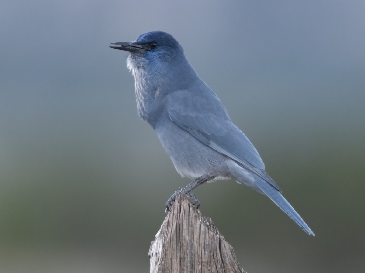 Pinyon Jay - ML645533293