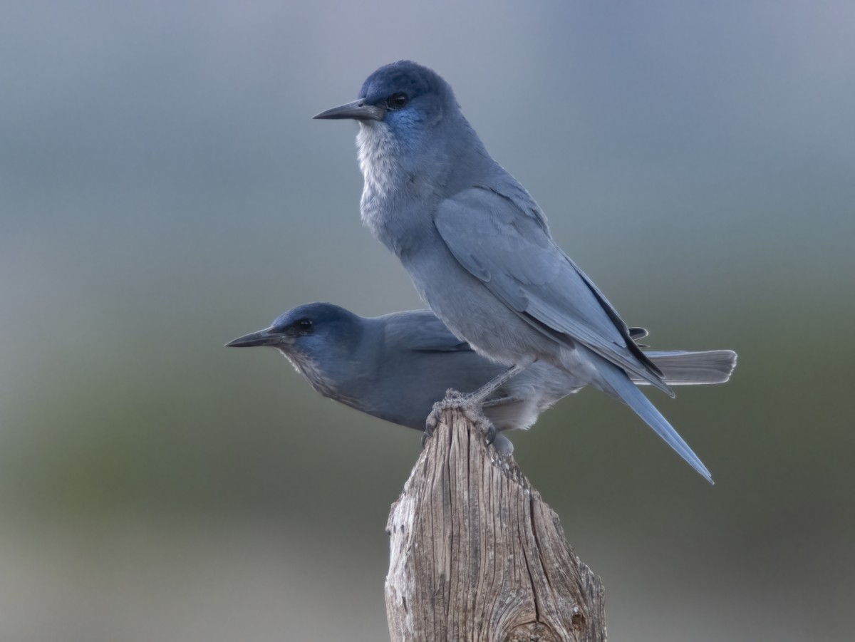 Pinyon Jay - ML645533294