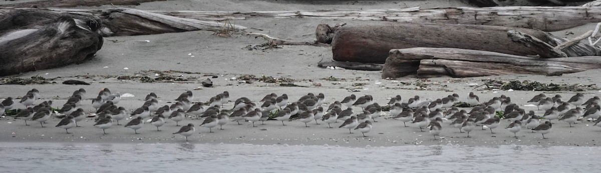 Dunlin - ML645533298