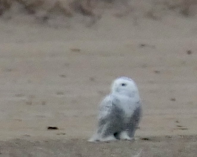 Snowy Owl - ML645533299
