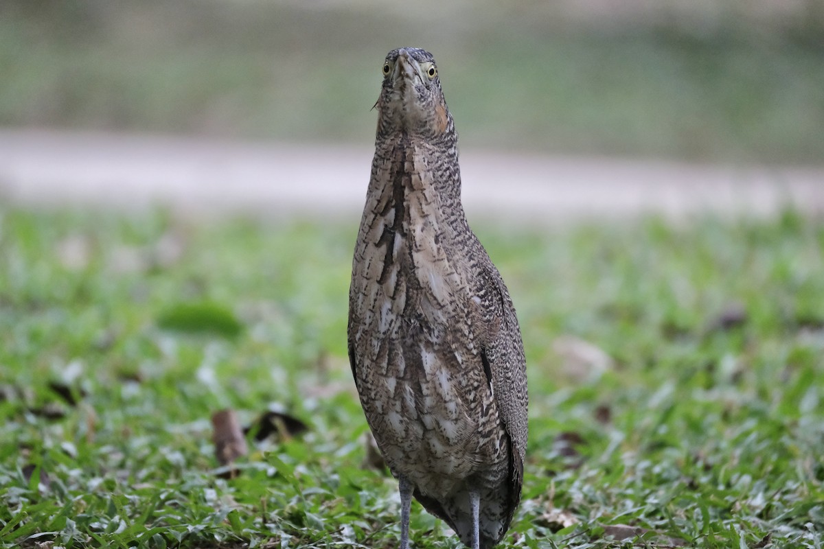 duskdverghegre - ML645533327