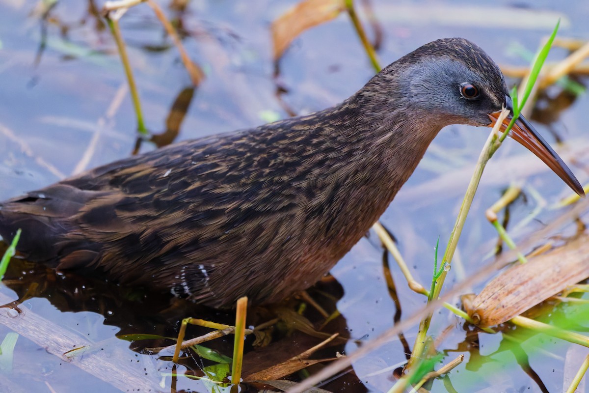 Пастушок віргінський - ML645533328