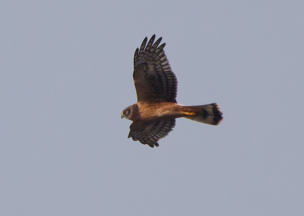 זרון אמריקני - ML645533340