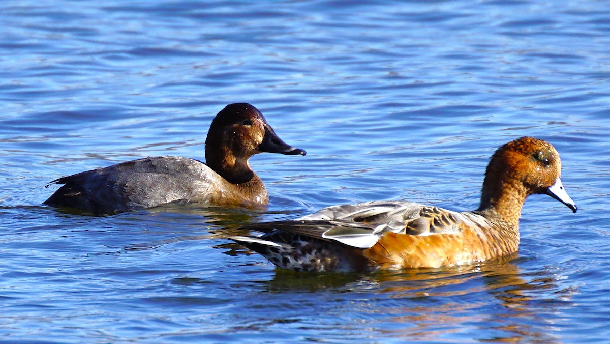 Common Pochard - ML645533363