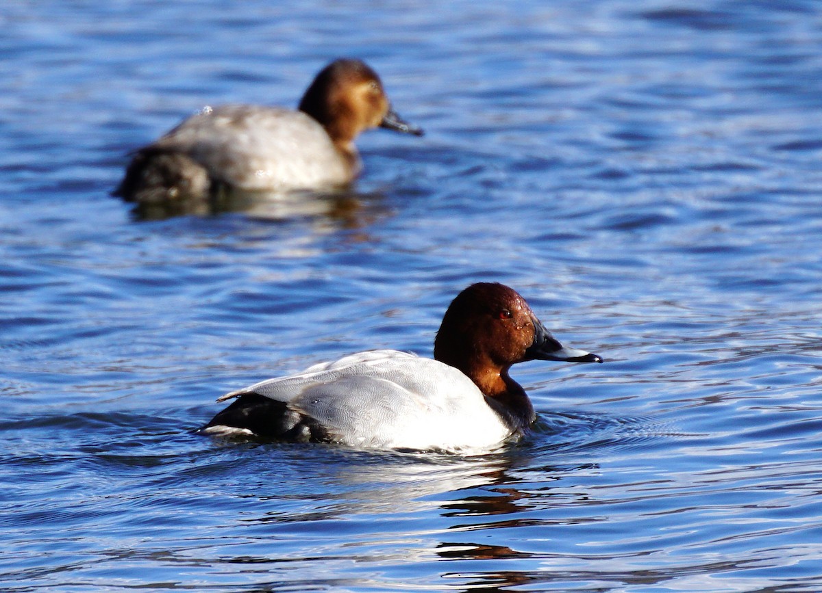 Common Pochard - ML645533366