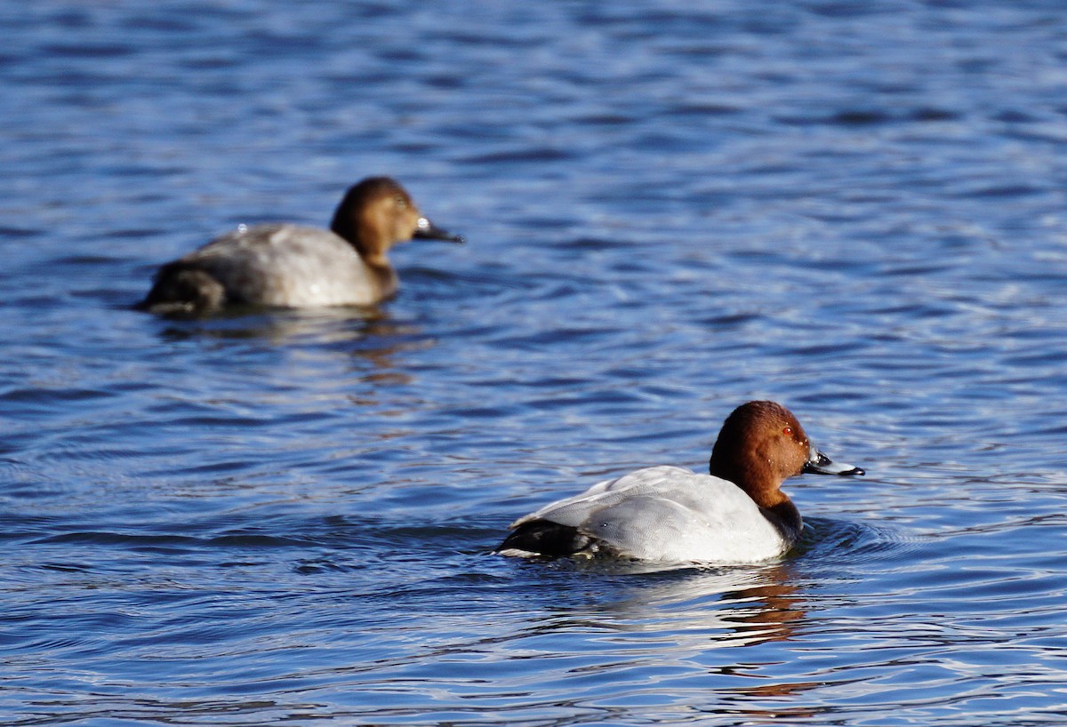 Common Pochard - ML645533368