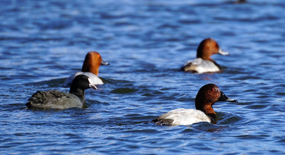Common Pochard - ML645533372