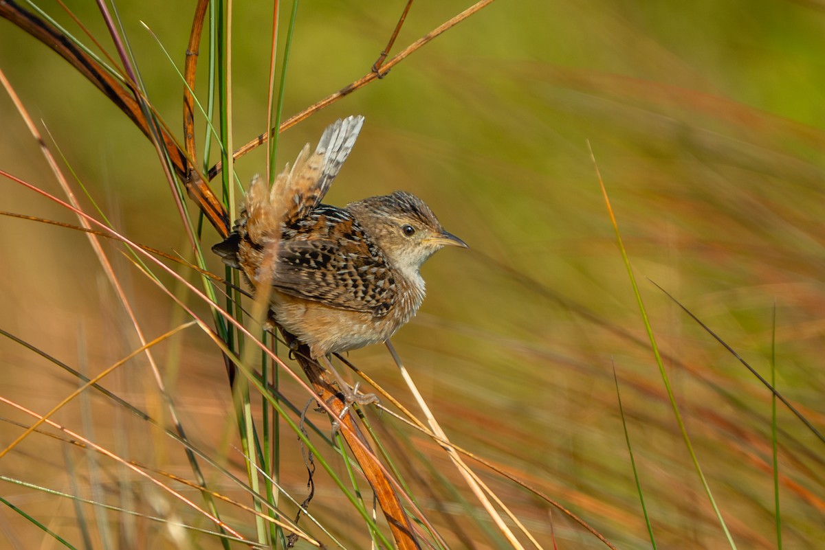 Cucarachero Culibarrado - ML645533380