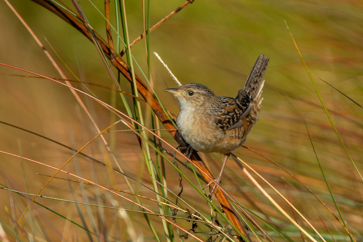 Cucarachero Culibarrado - ML645533381