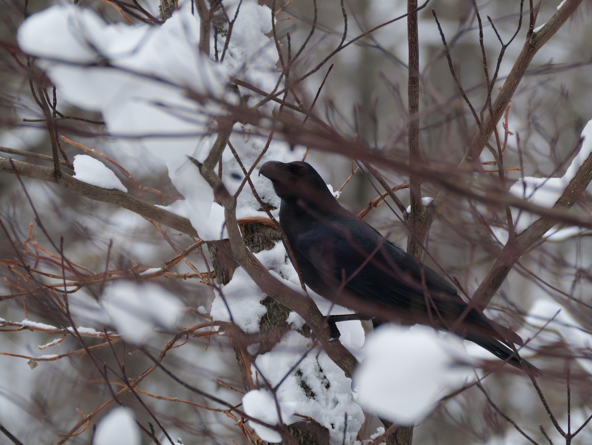 巨嘴鴉 - ML645533398
