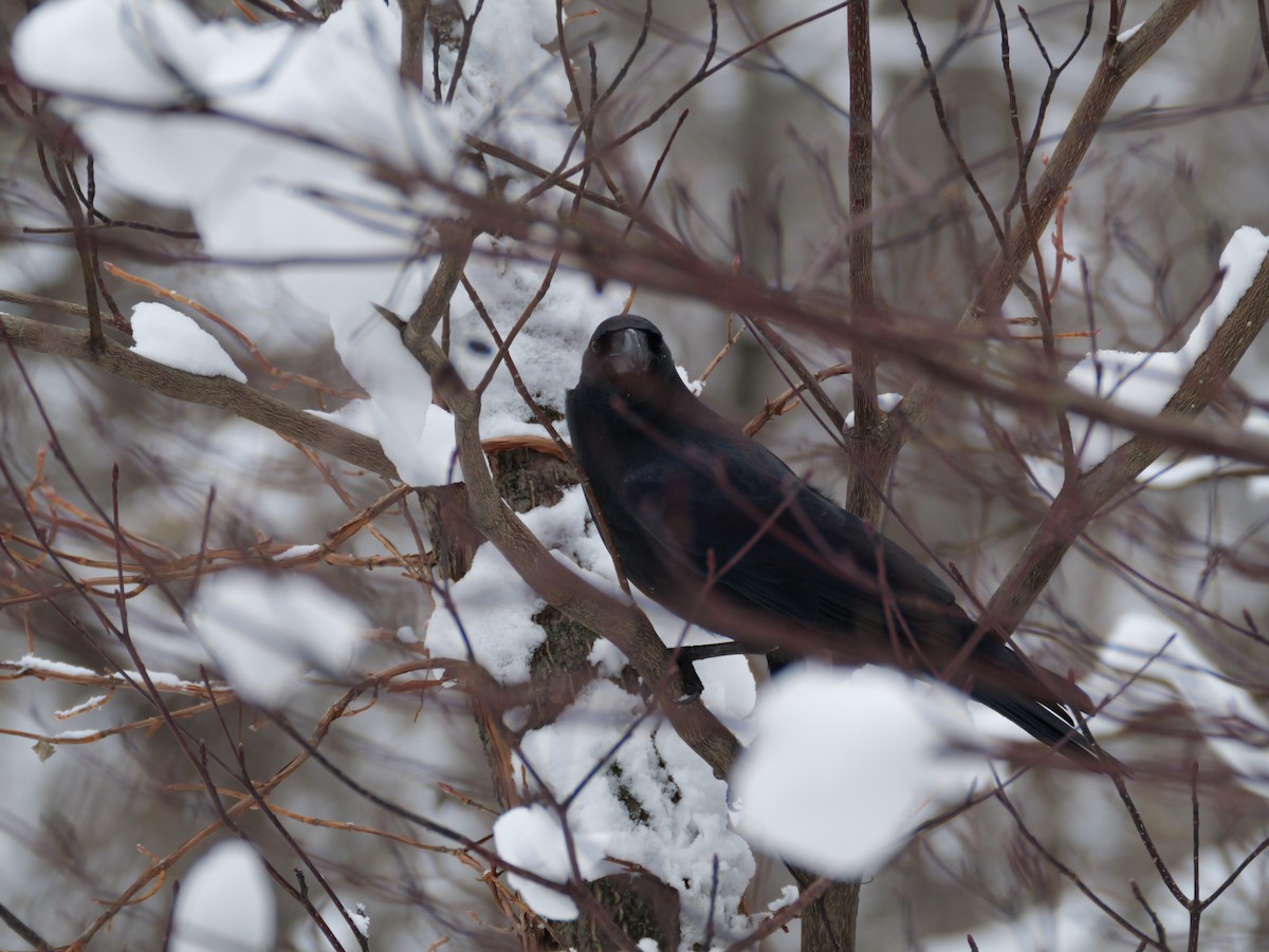 巨嘴鴉 - ML645533399