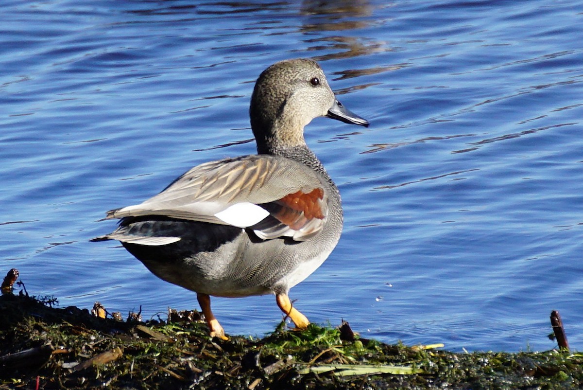 赤膀鴨 - ML645533400