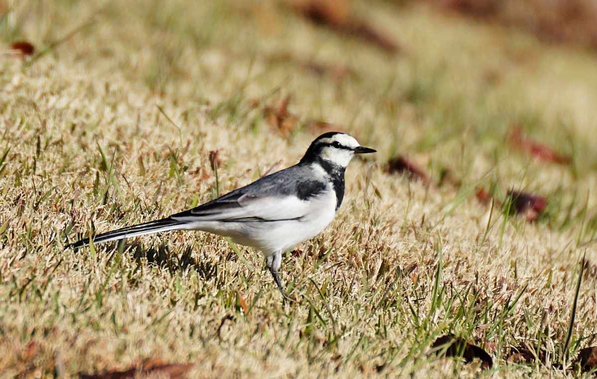 白鶺鴒 - ML645533403