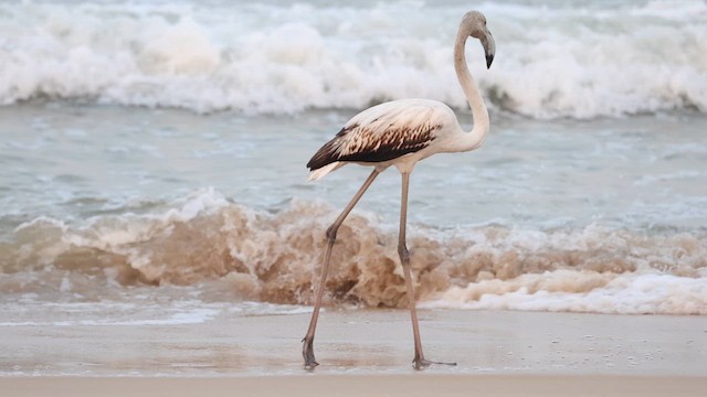 Фламінго рожевокрилий - ML645533404