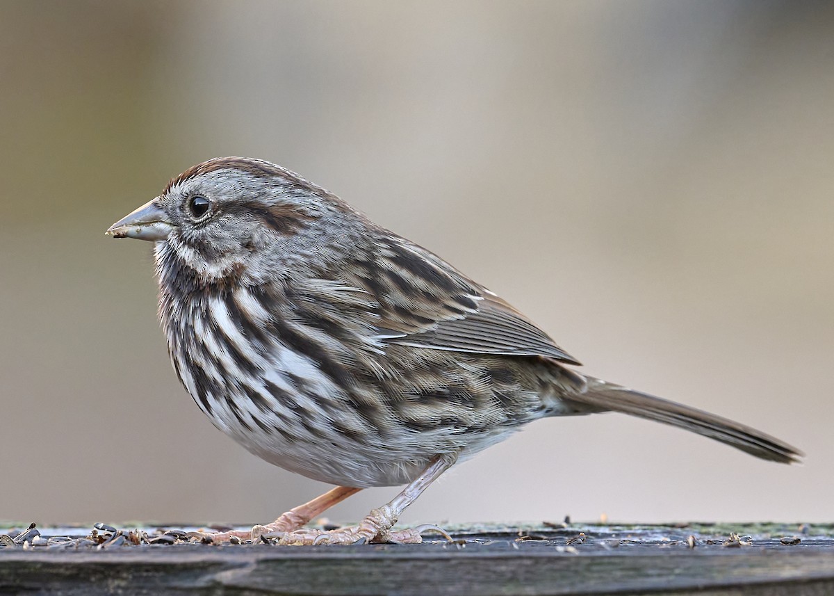 Song Sparrow (heermanni Group) - ML645533405