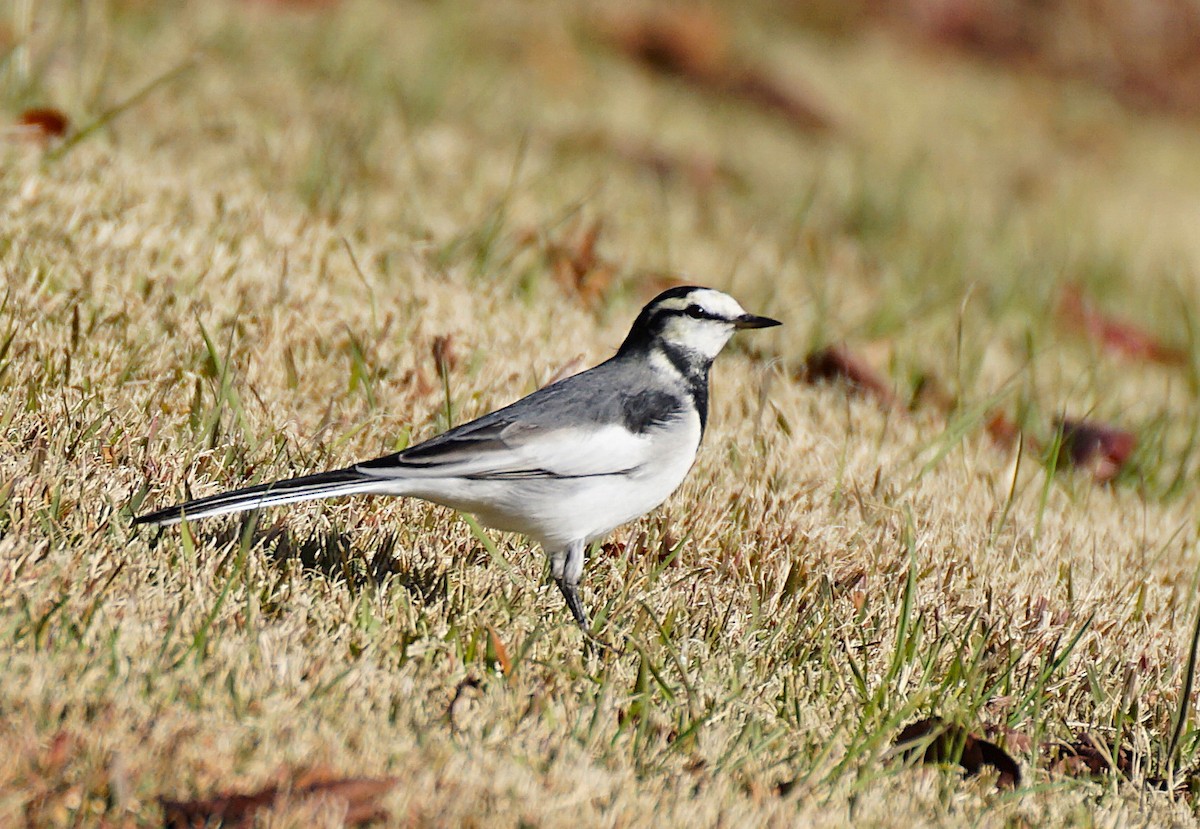 白鶺鴒 - ML645533406