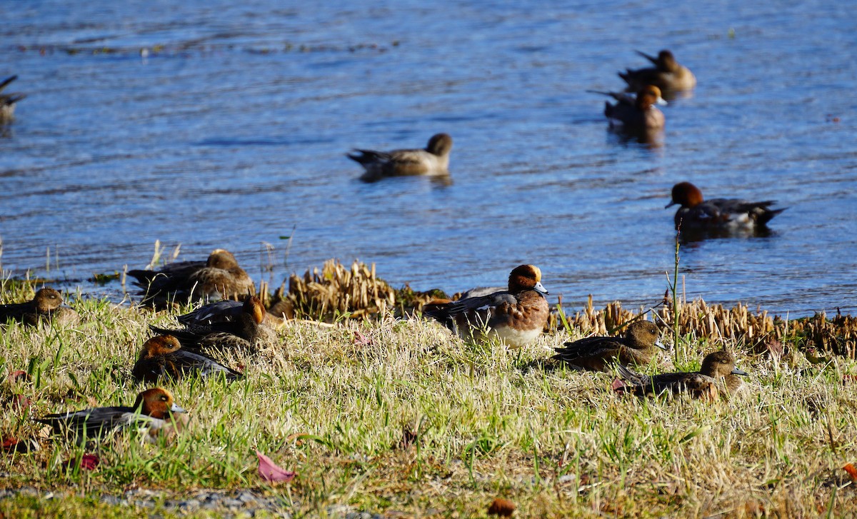 赤頸鴨 - ML645533408