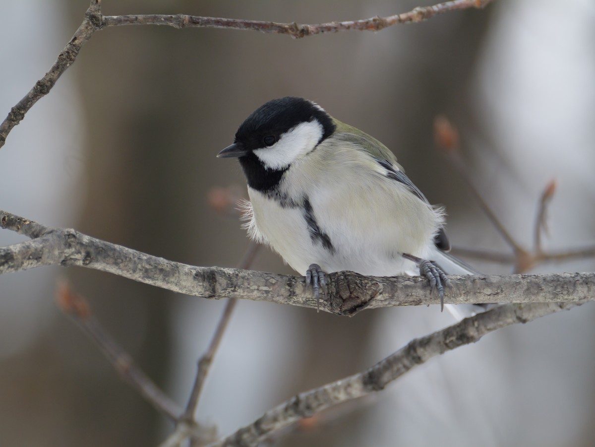 白頰山雀 - ML645533414