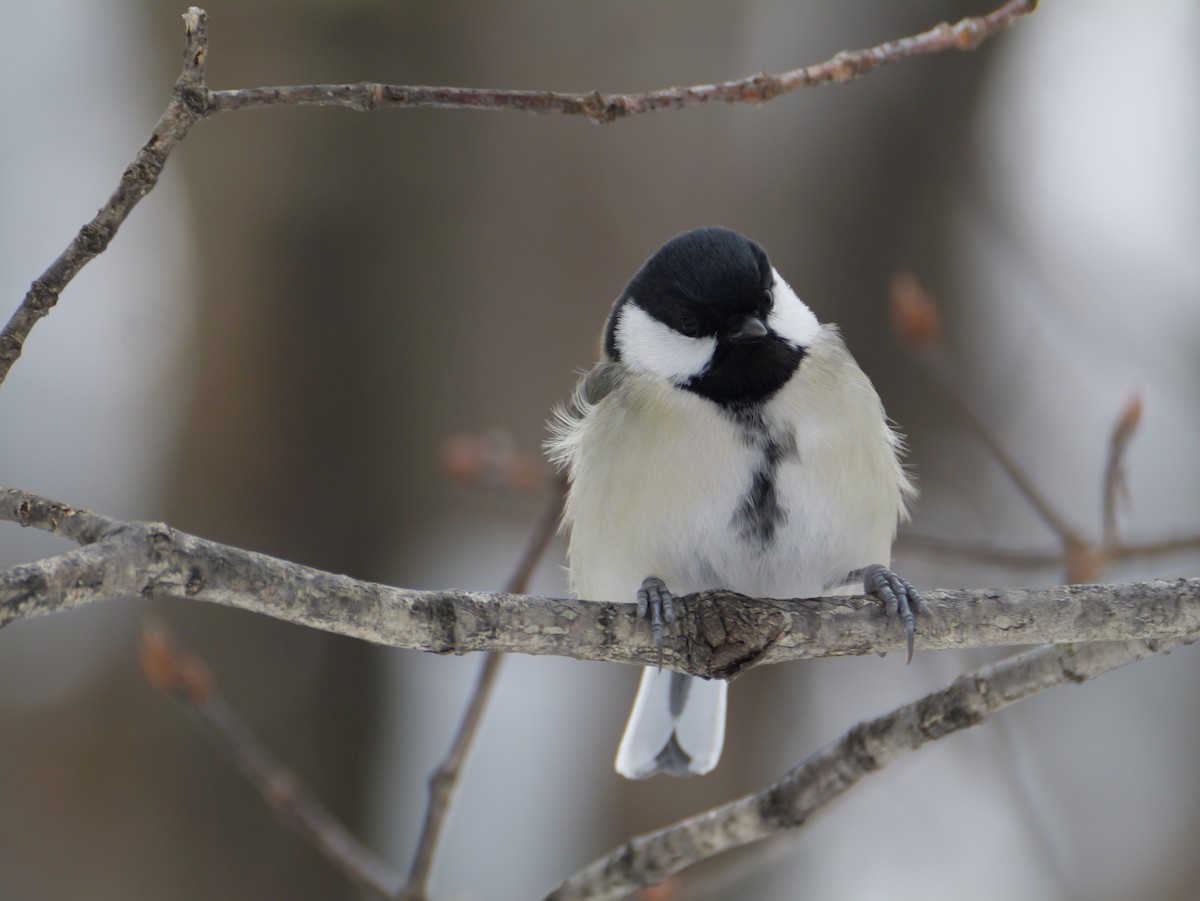 白頰山雀 - ML645533415