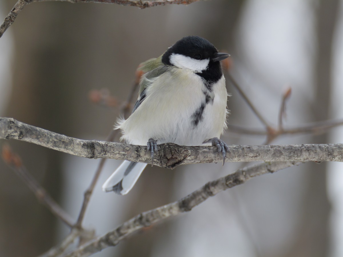 白頰山雀 - ML645533416