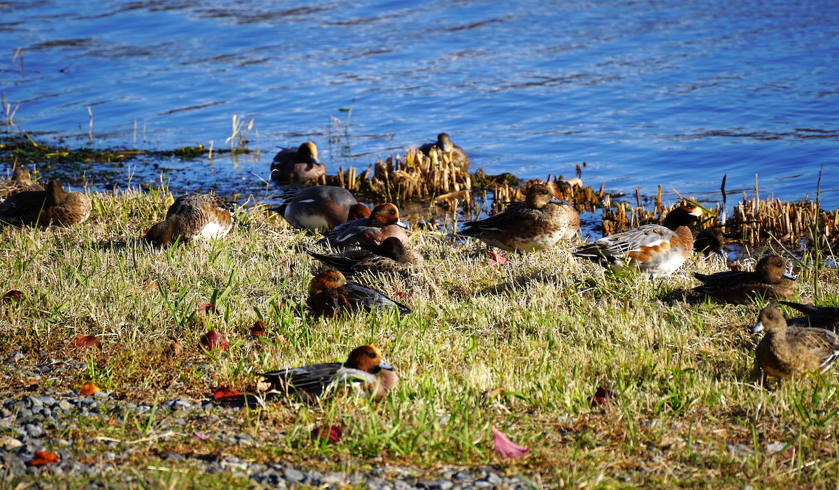 赤頸鴨 - ML645533418