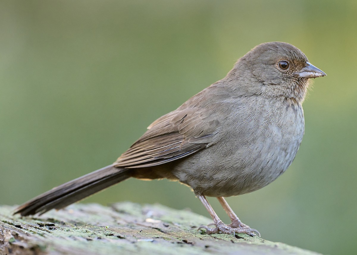 California Towhee - ML645533419