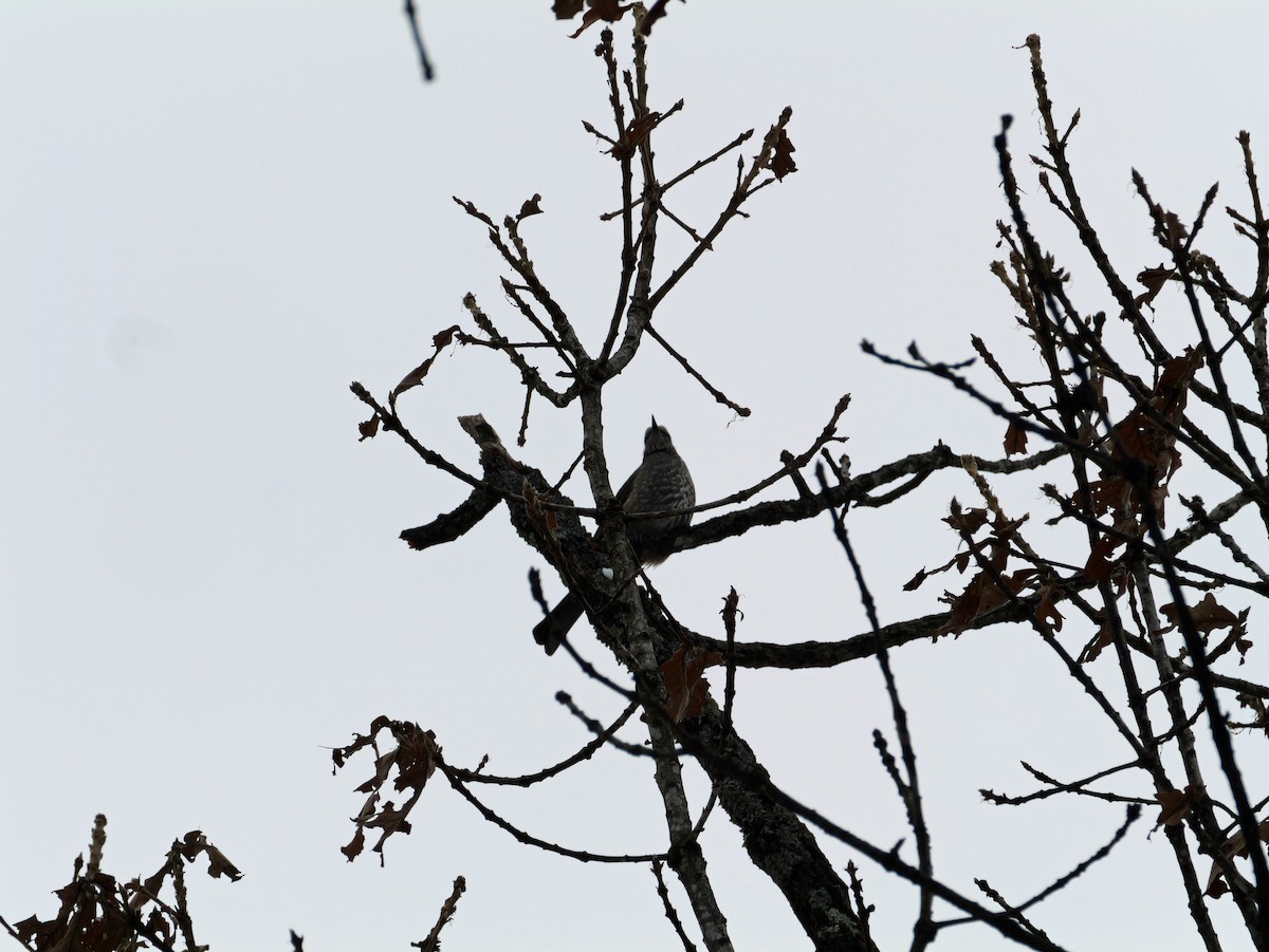 棕耳鵯 - ML645533421