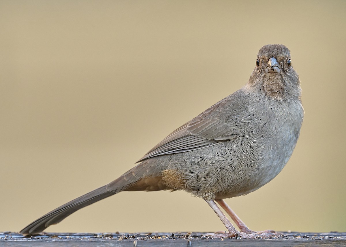 California Towhee - ML645533422