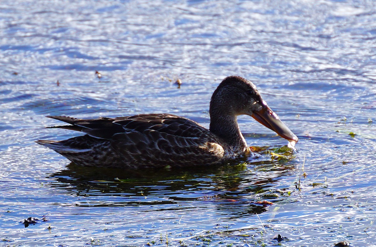 琵嘴鴨 - ML645533423