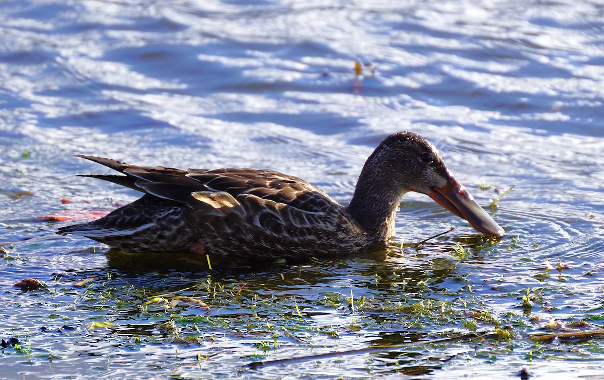 琵嘴鴨 - ML645533424