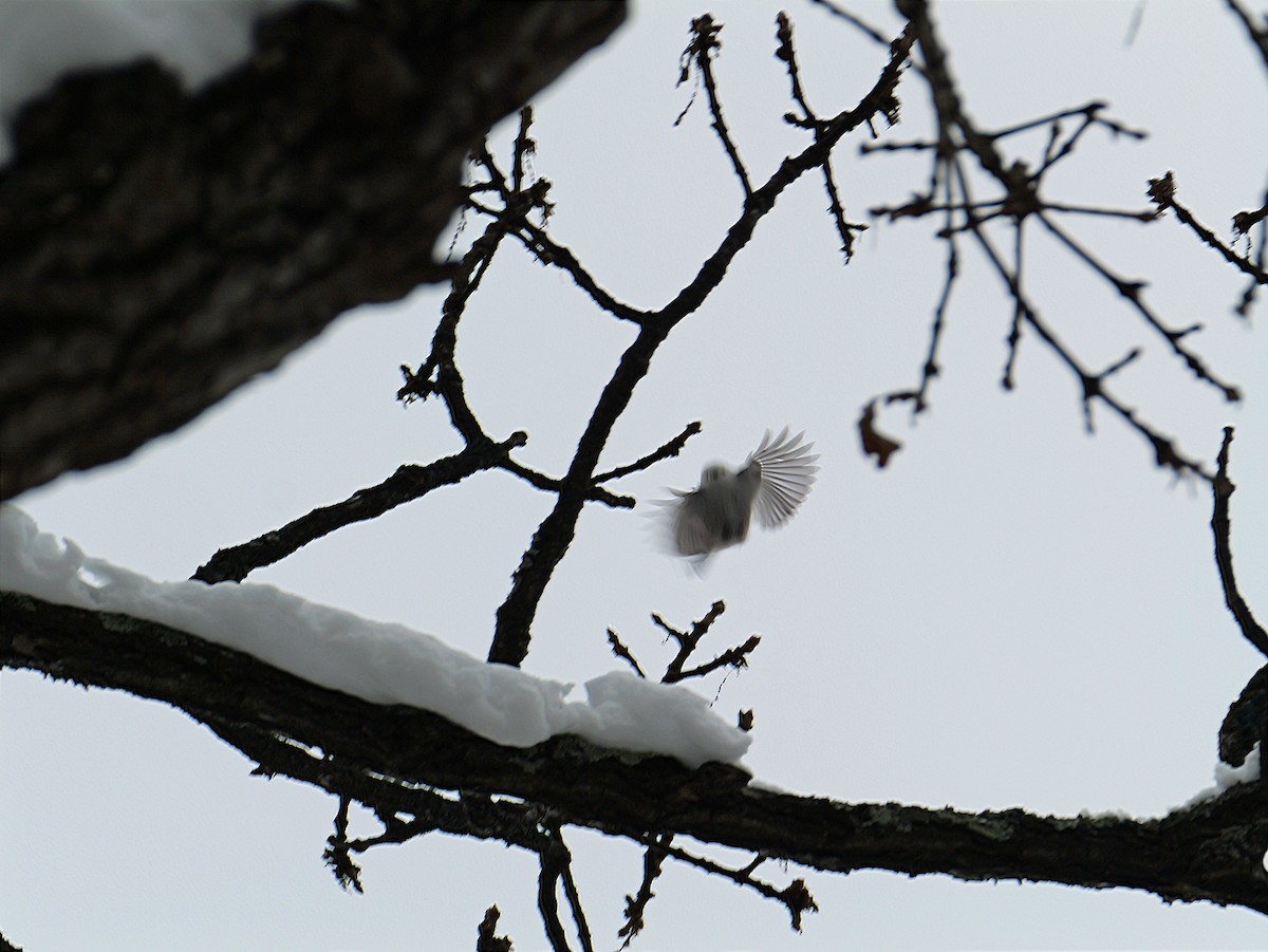 Long-tailed Tit (caudatus) - ML645533425