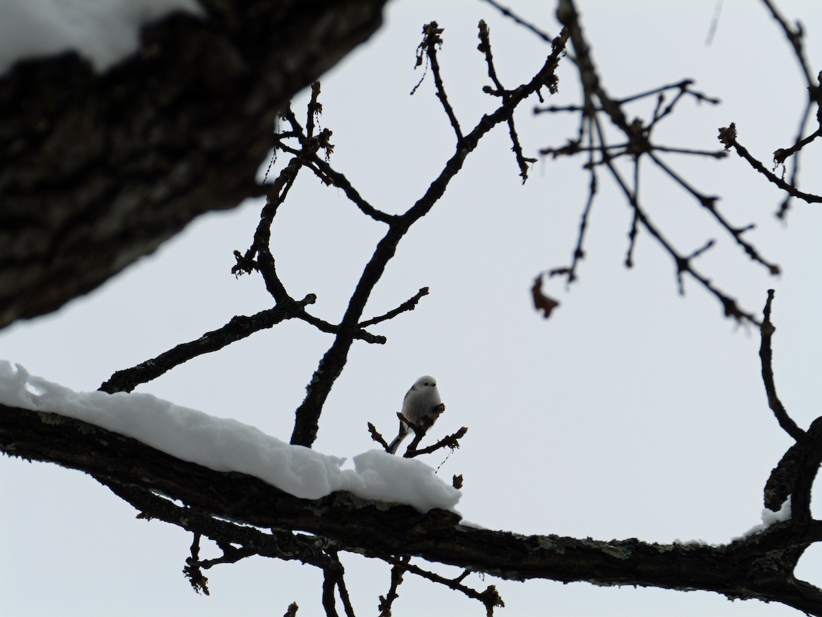 Long-tailed Tit (caudatus) - ML645533426