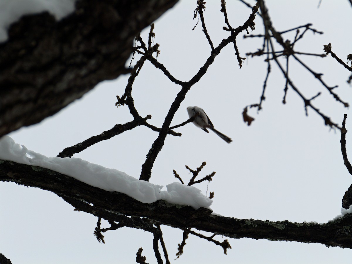 Long-tailed Tit (caudatus) - ML645533427