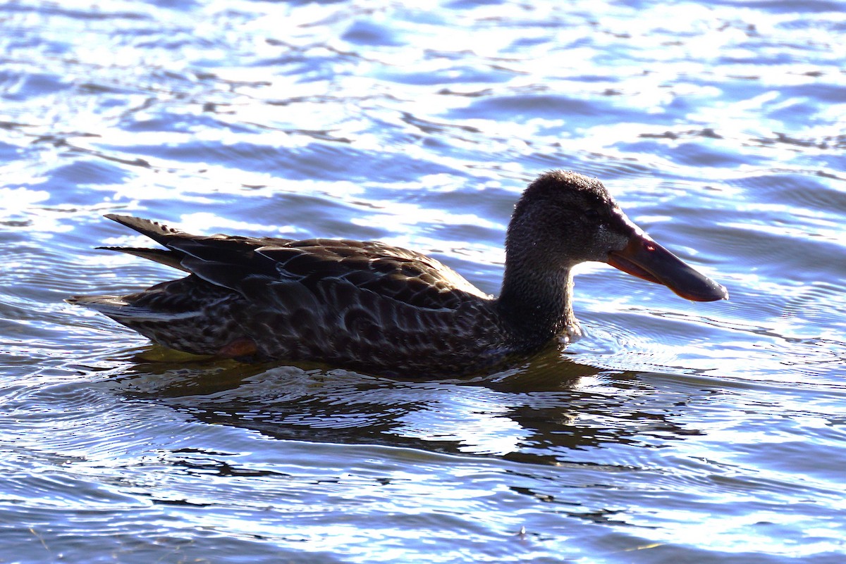 琵嘴鴨 - ML645533432