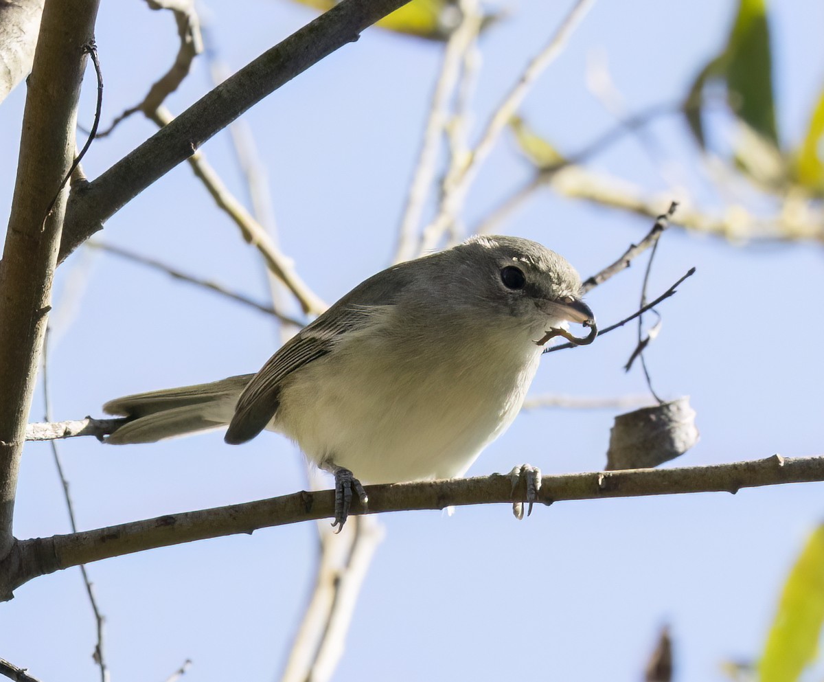 Braunaugenvireo - ML645533433