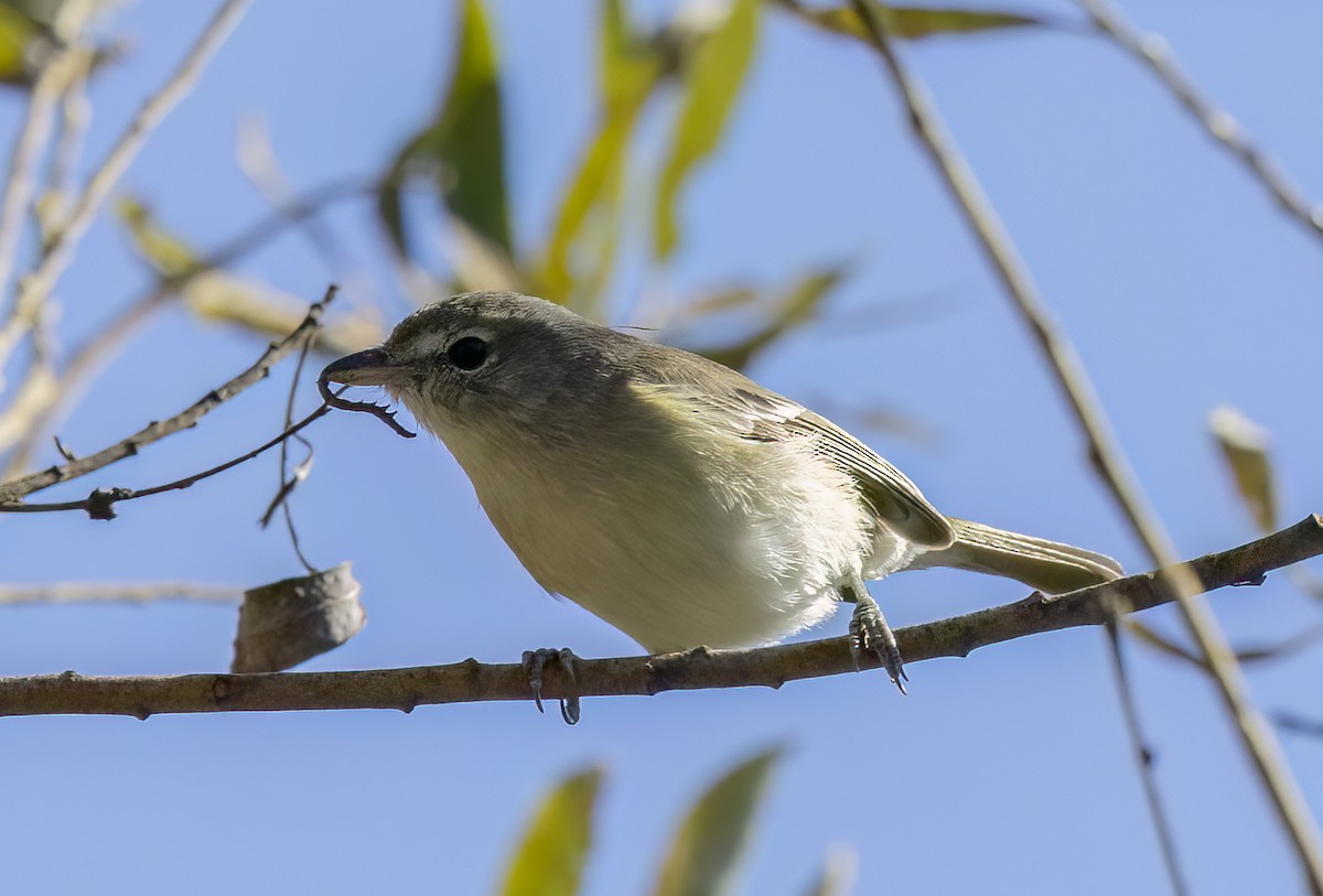 Braunaugenvireo - ML645533434