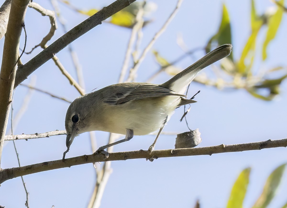 Braunaugenvireo - ML645533435