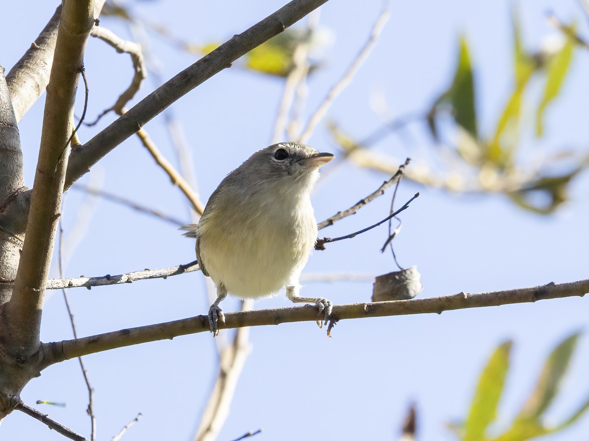 Braunaugenvireo - ML645533436