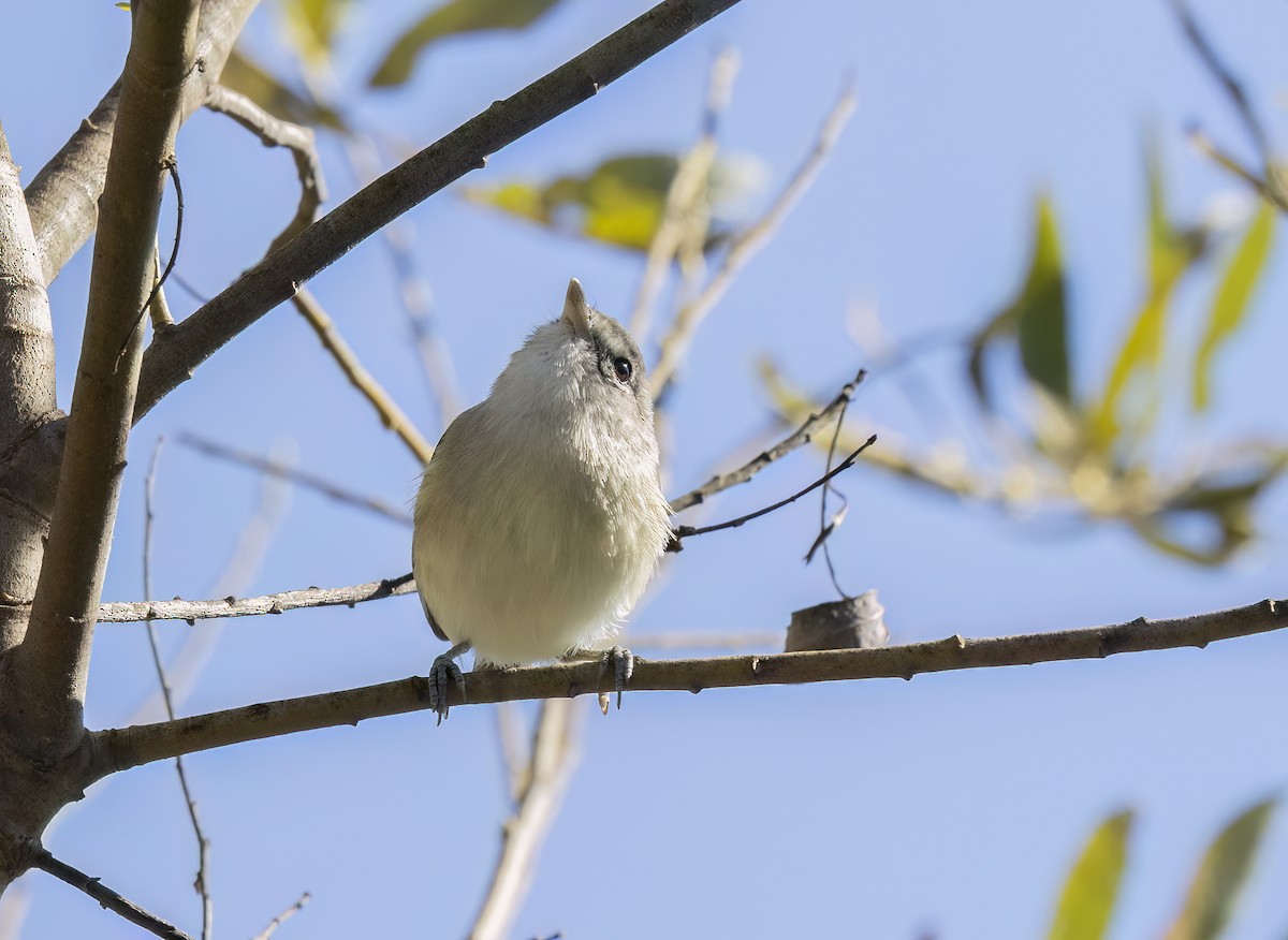 Braunaugenvireo - ML645533437