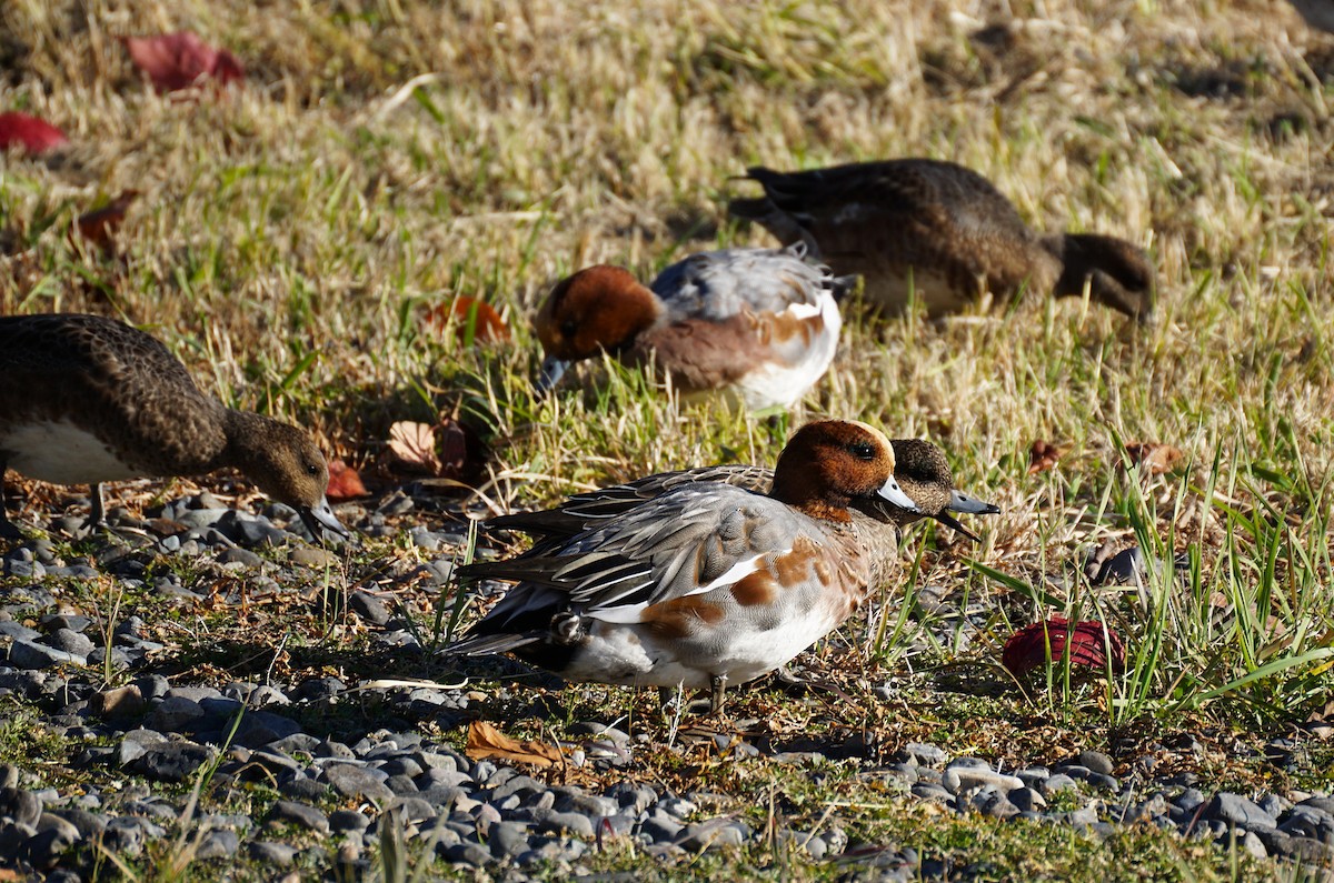赤頸鴨 - ML645533439