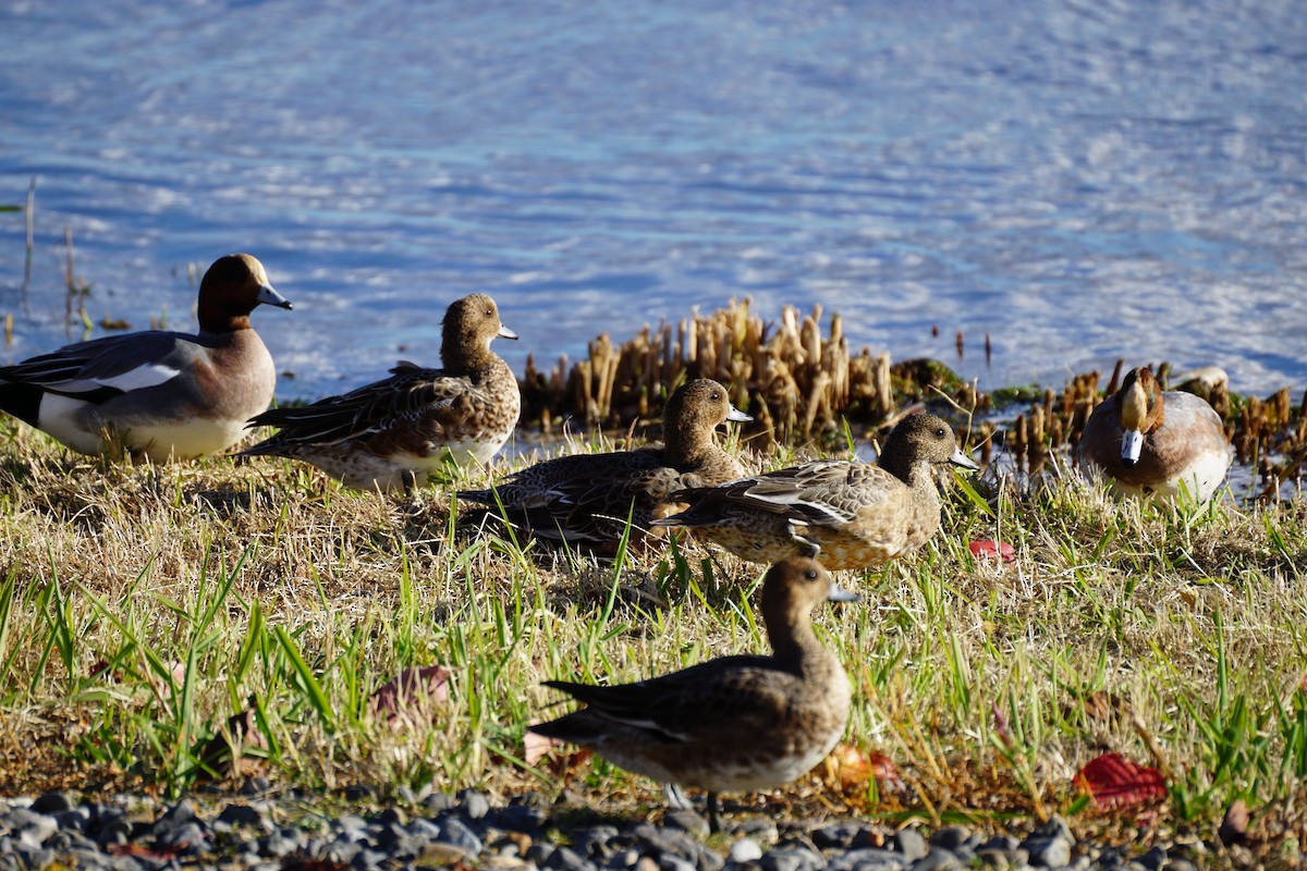 赤頸鴨 - ML645533445