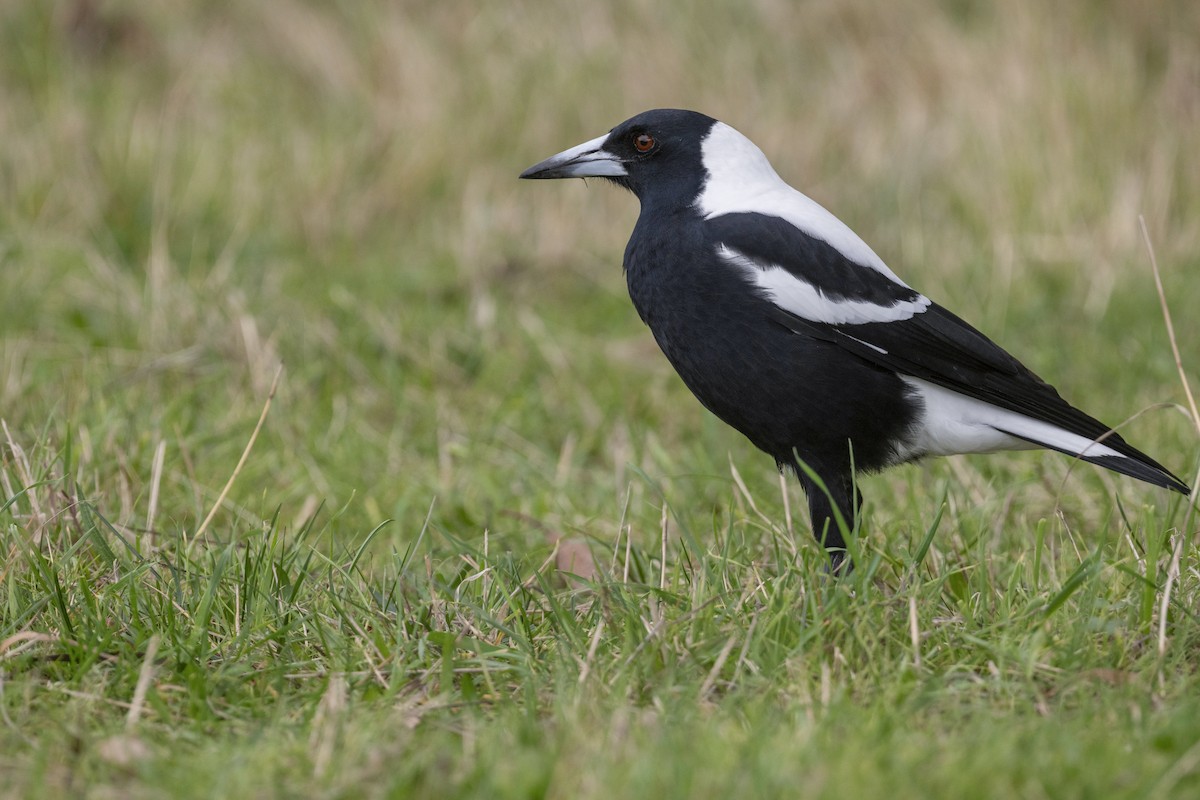 Australian Magpie (Tasmanian) - ML645533447