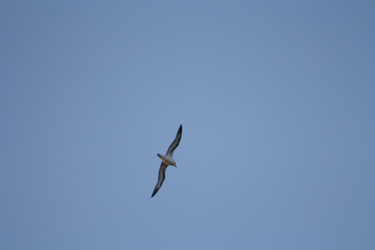 Barau's Petrel - ML645533448